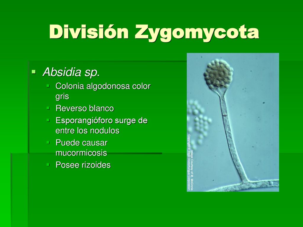 División Zygomycota Absidia sp. Colonia algodonosa color gris