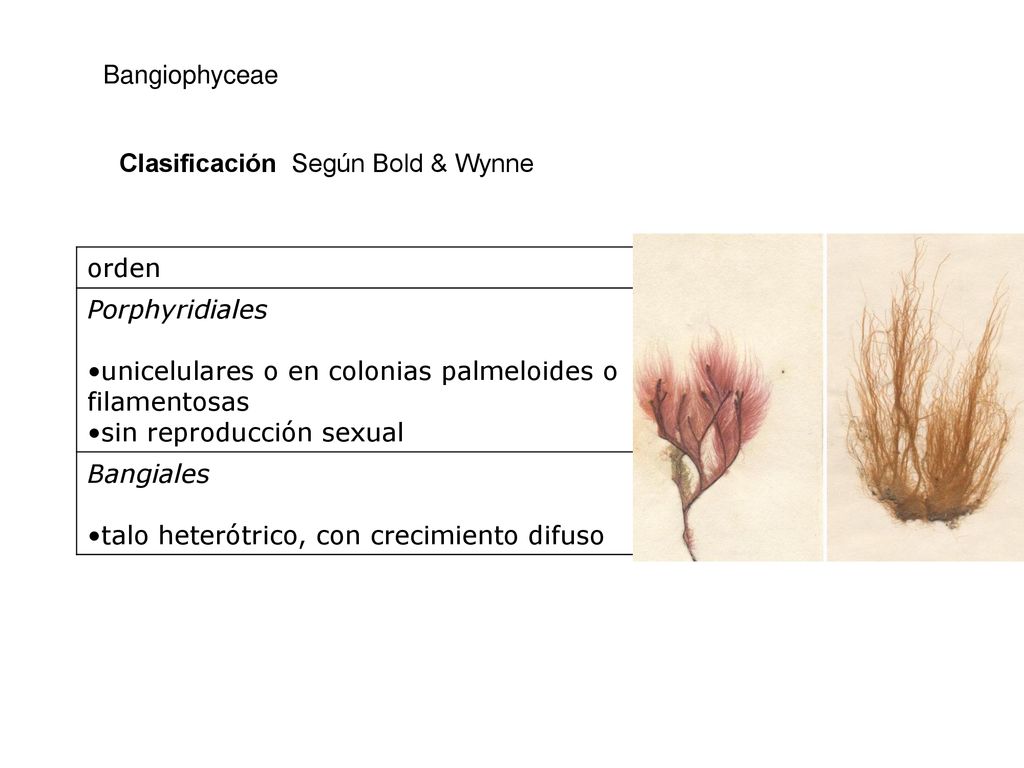 Bangiophyceae Clasificación Según Bold & Wynne. orden. Porphyridiales. unicelulares o en colonias palmeloides o filamentosas.