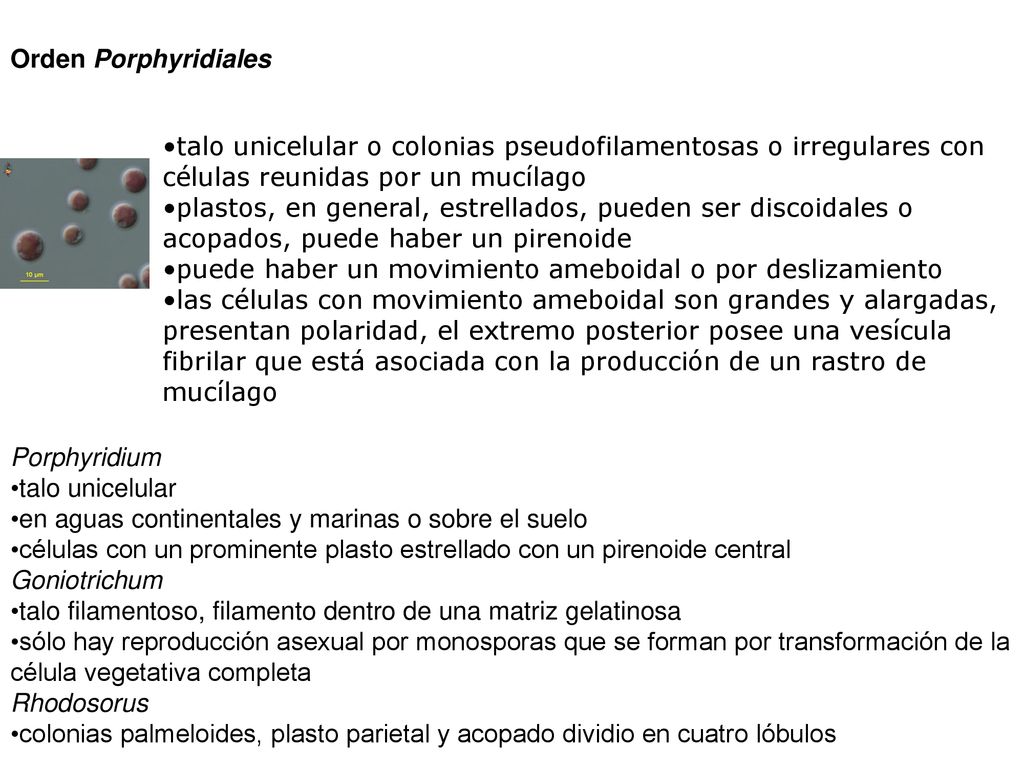 Orden Porphyridiales talo unicelular o colonias pseudofilamentosas o irregulares con células reunidas por un mucílago.