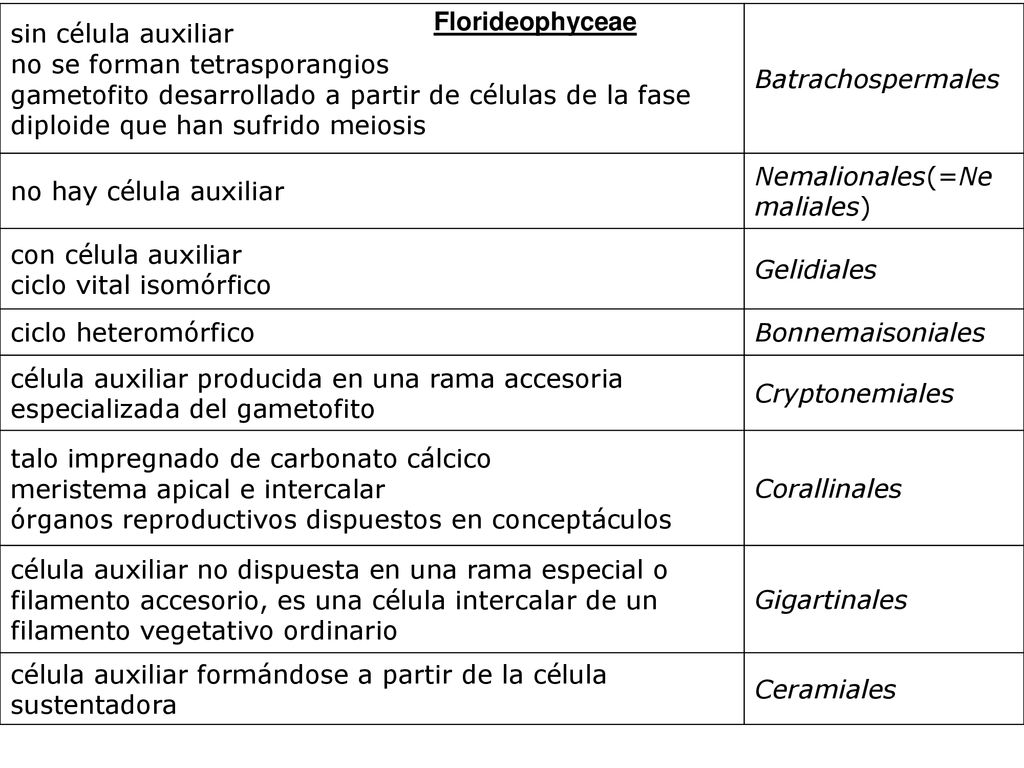 sin célula auxiliar no se forman tetrasporangios gametofito desarrollado a partir de células de la fase diploide que han sufrido meiosis