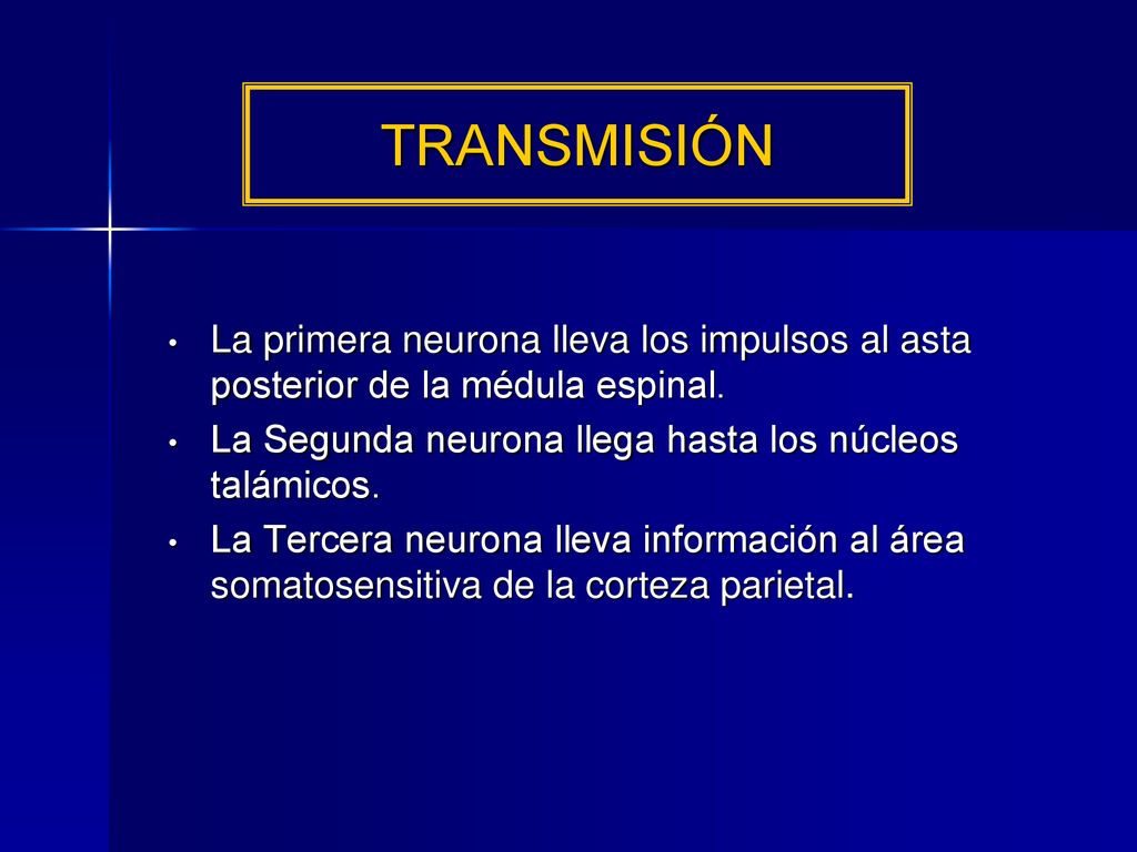 TRANSMISIÓN file c:\powerpnt.pain3_ce.ppt. La primera neurona lleva los impulsos al asta posterior de la médula espinal.