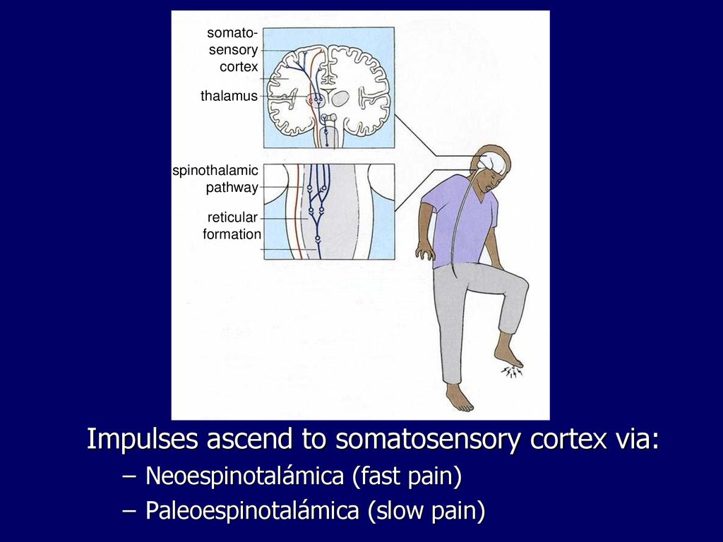Impulses ascend to somatosensory cortex via: