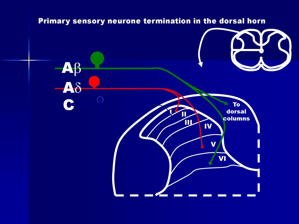 Primary sensory neurone termination in the dorsal horn