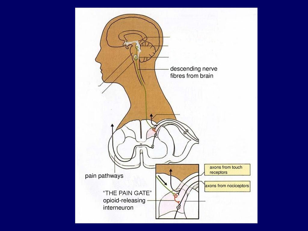 descending nerve fibres from brain pain pathways THE PAIN GATE