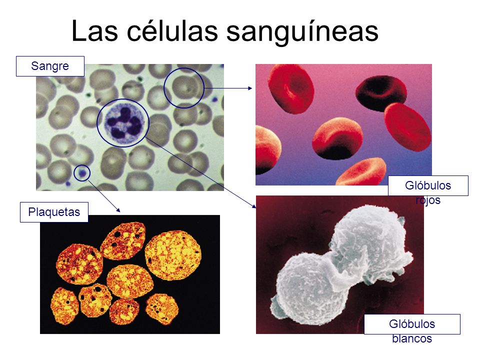 Las células sanguíneas