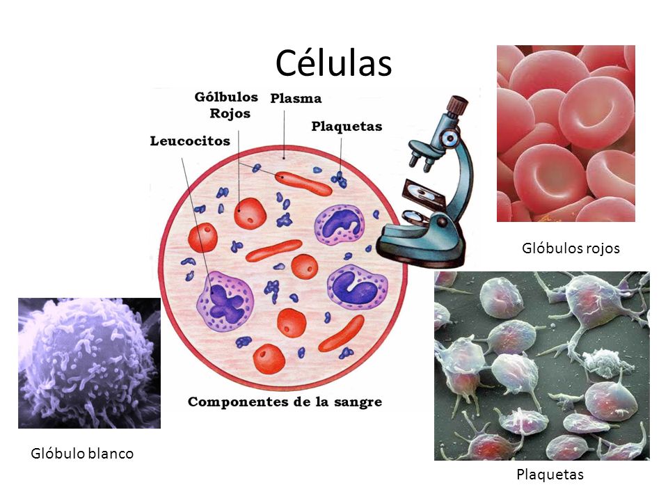 Células Glóbulos rojos Glóbulo blanco Plaquetas