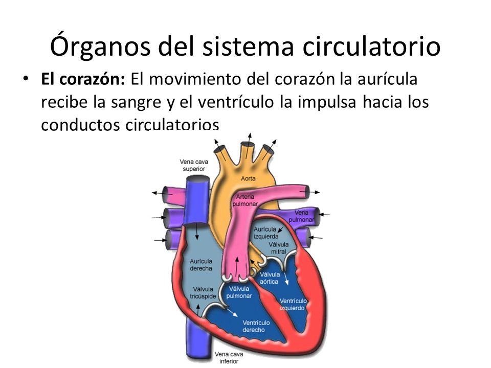 Órganos del sistema circulatorio