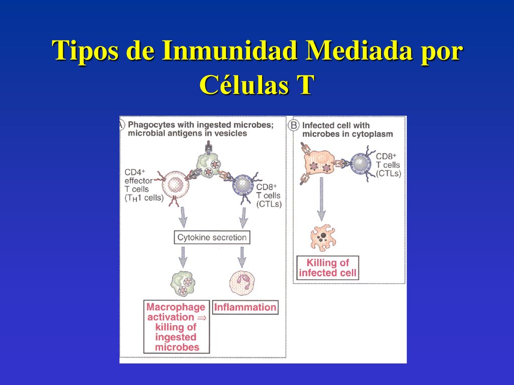 Tipos de Inmunidad Mediada por Células T