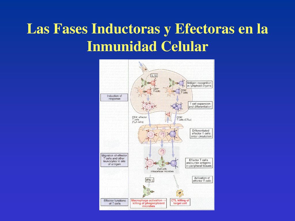 Las Fases Inductoras y Efectoras en la Inmunidad Celular