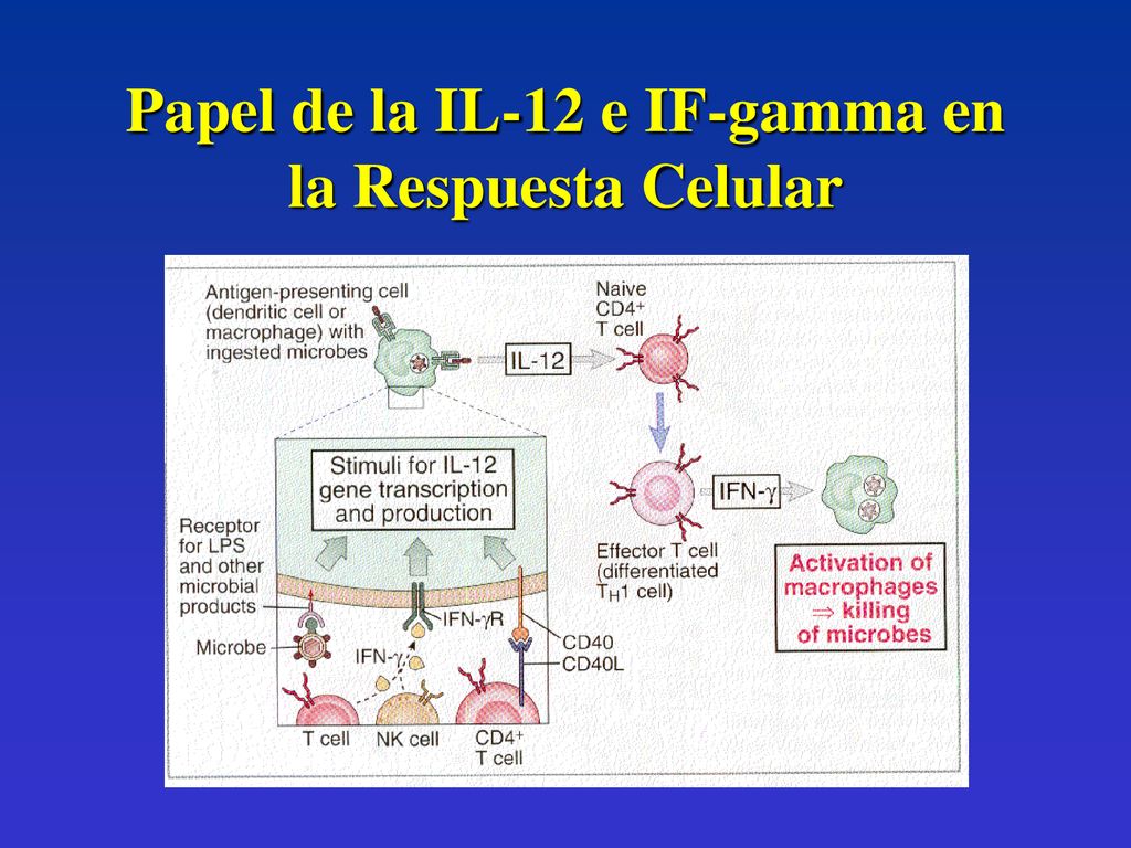 Papel de la IL-12 e IF-gamma en la Respuesta Celular
