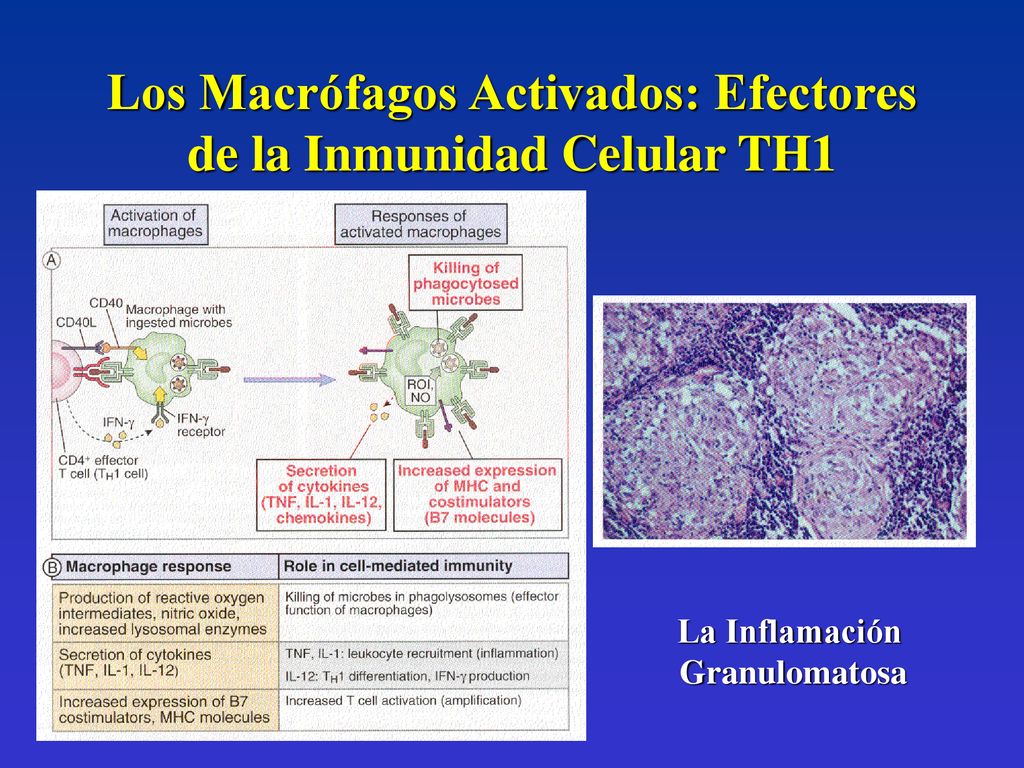 Los Macrófagos Activados: Efectores de la Inmunidad Celular TH1