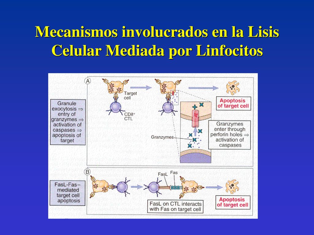 Mecanismos involucrados en la Lisis Celular Mediada por Linfocitos