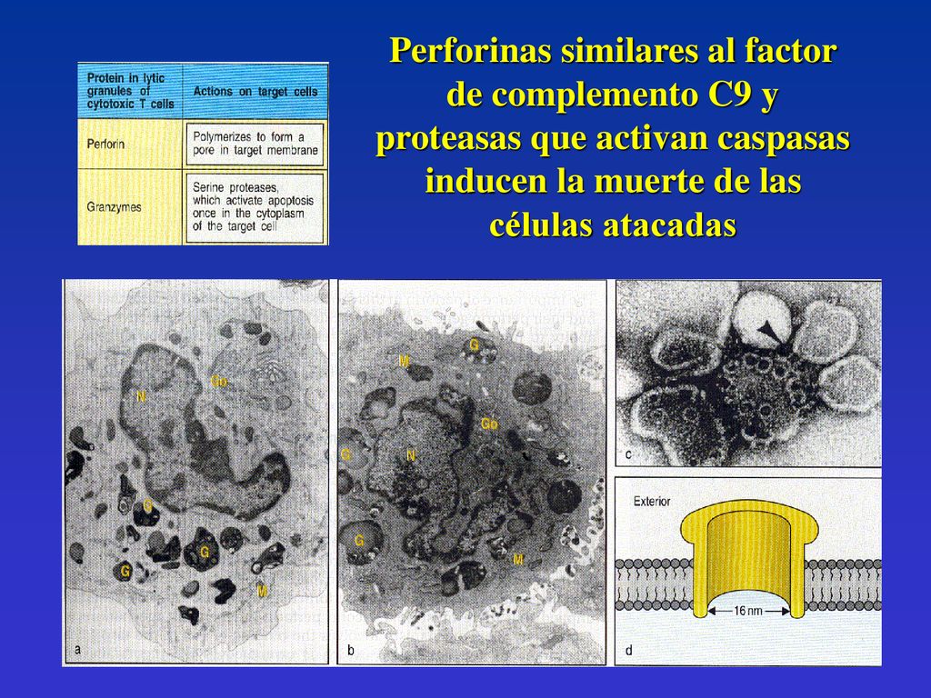Perforinas similares al factor de complemento C9 y proteasas que activan caspasas inducen la muerte de las células atacadas