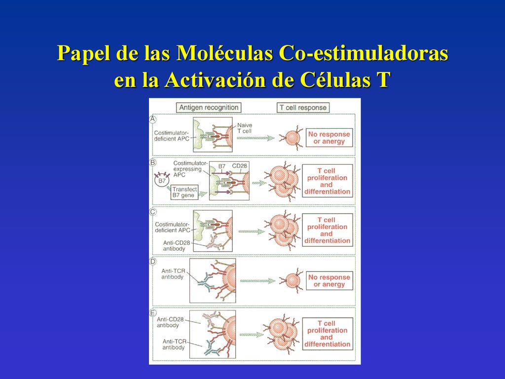 Papel de las Moléculas Co-estimuladoras en la Activación de Células T