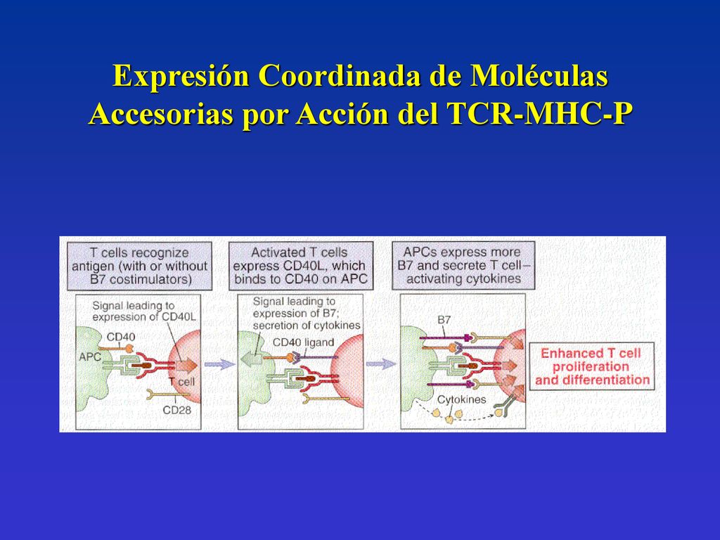 Expresión Coordinada de Moléculas Accesorias por Acción del TCR-MHC-P