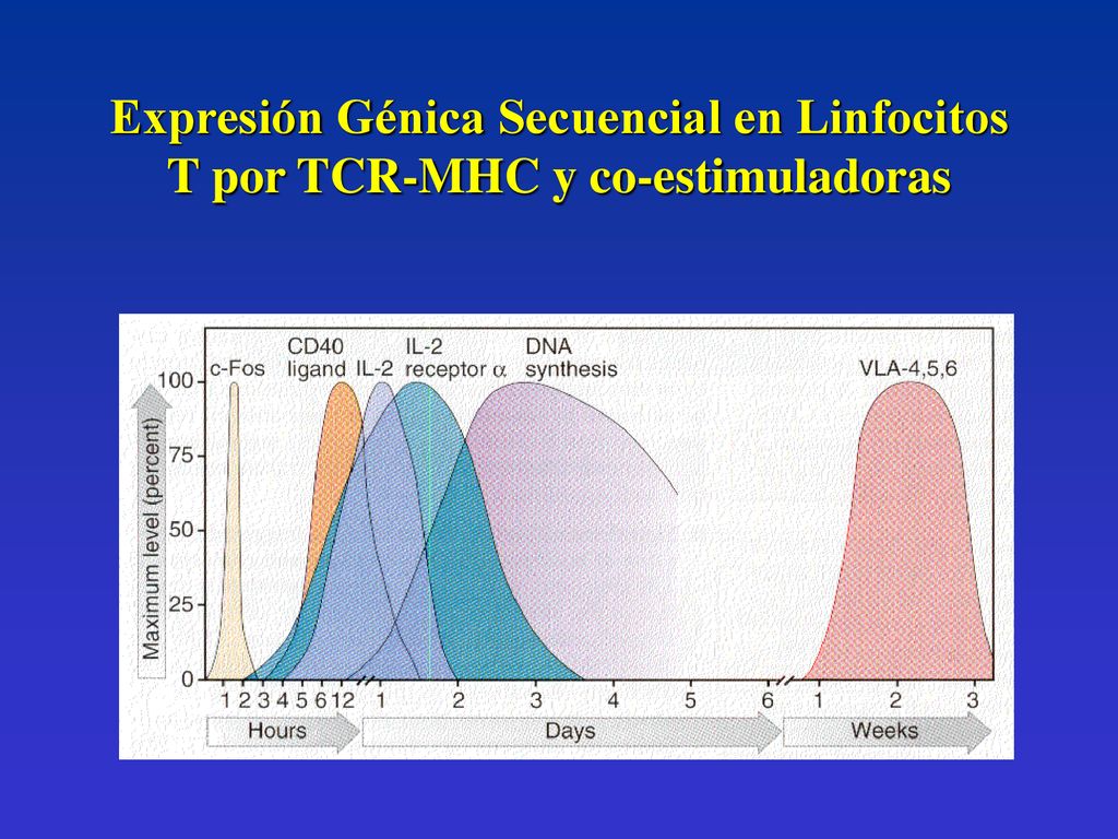 Expresión Génica Secuencial en Linfocitos T por TCR-MHC y co-estimuladoras