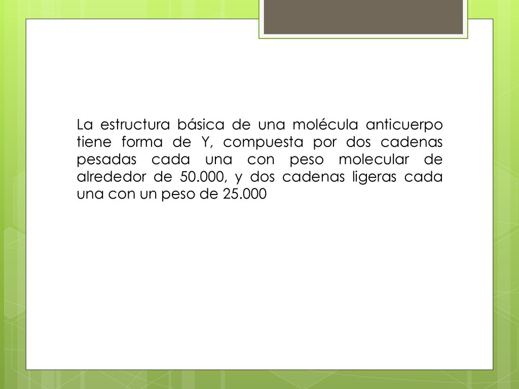 La estructura básica de una molécula anticuerpo tiene forma de Y, compuesta por dos cadenas pesadas cada una con peso molecular de alrededor de , y dos cadenas ligeras cada una con un peso de