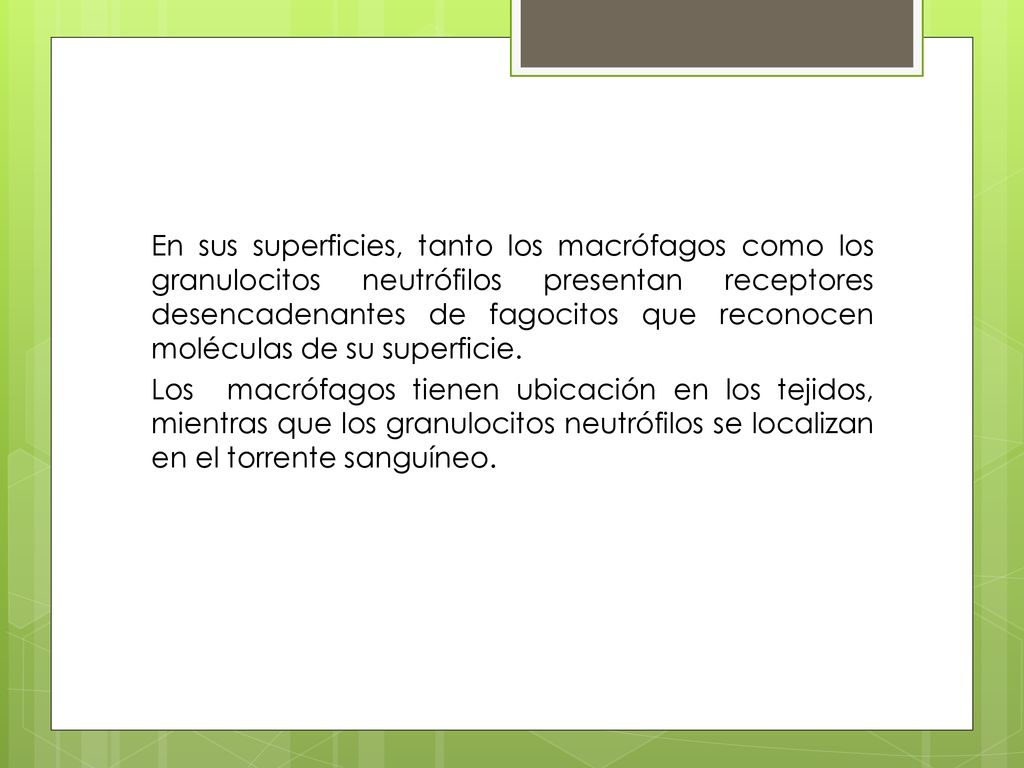 En sus superficies, tanto los macrófagos como los granulocitos neutrófilos presentan receptores desencadenantes de fagocitos que reconocen moléculas de su superficie.