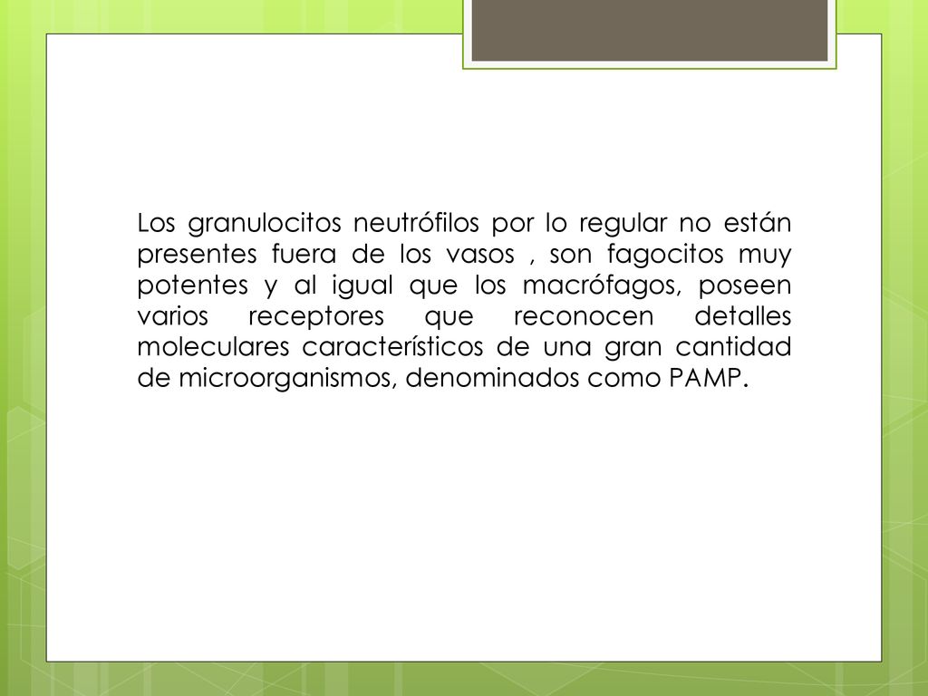 Los granulocitos neutrófilos por lo regular no están presentes fuera de los vasos , son fagocitos muy potentes y al igual que los macrófagos, poseen varios receptores que reconocen detalles moleculares característicos de una gran cantidad de microorganismos, denominados como PAMP.