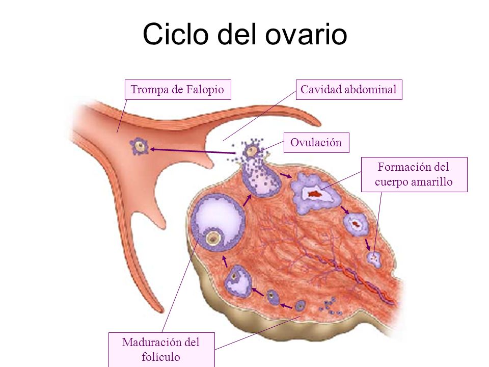 Ciclo del ovario Trompa de Falopio Cavidad abdominal Ovulación
