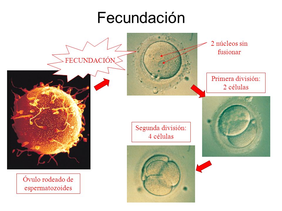 Fecundación 2 núcleos sin fusionar FECUNDACIÓN