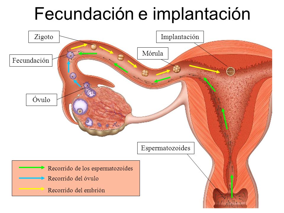Fecundación e implantación