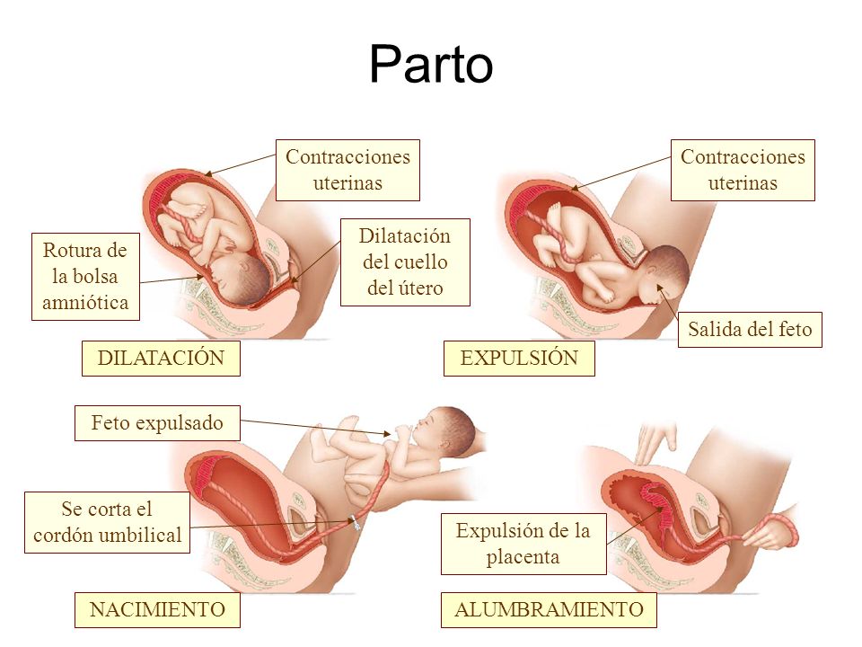 Parto Contracciones uterinas Contracciones uterinas