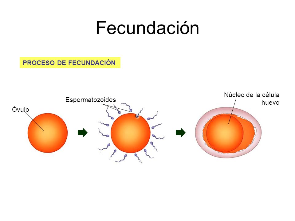Fecundación PROCESO DE FECUNDACIÓN Núcleo de la célula huevo
