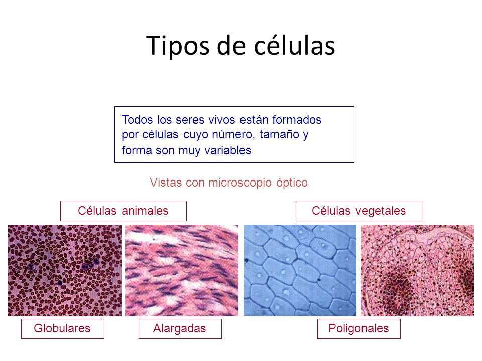 Tipos de células Todos los seres vivos están formados