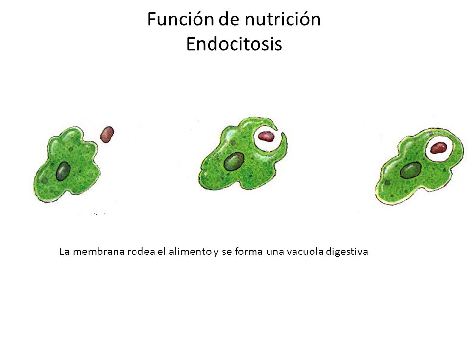 Función de nutrición Endocitosis