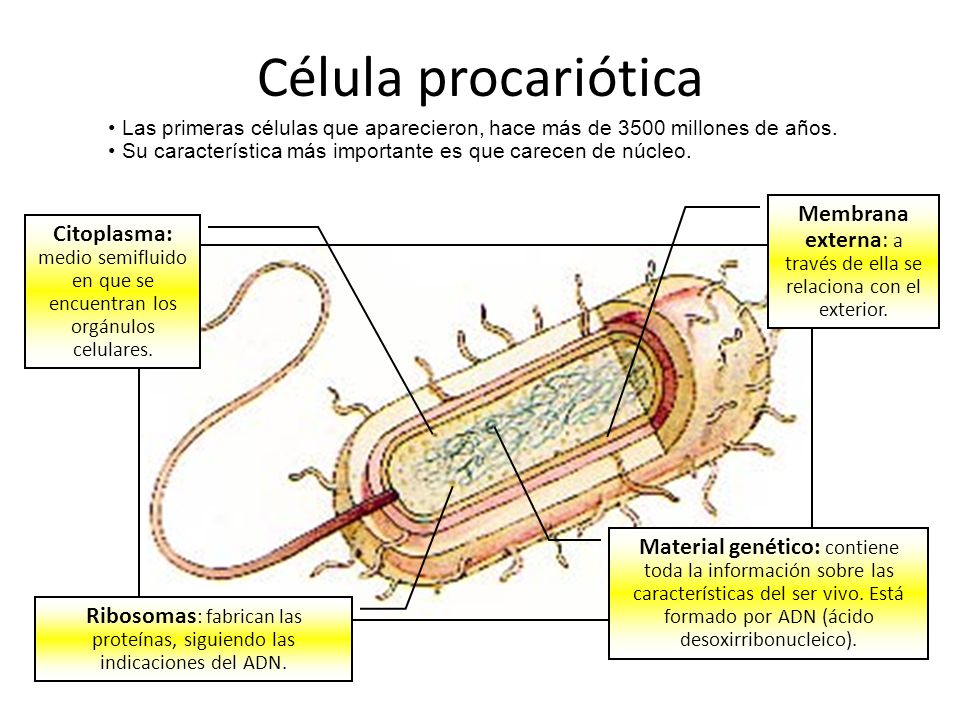 Célula procariótica Las primeras células que aparecieron, hace más de 3500 millones de años.