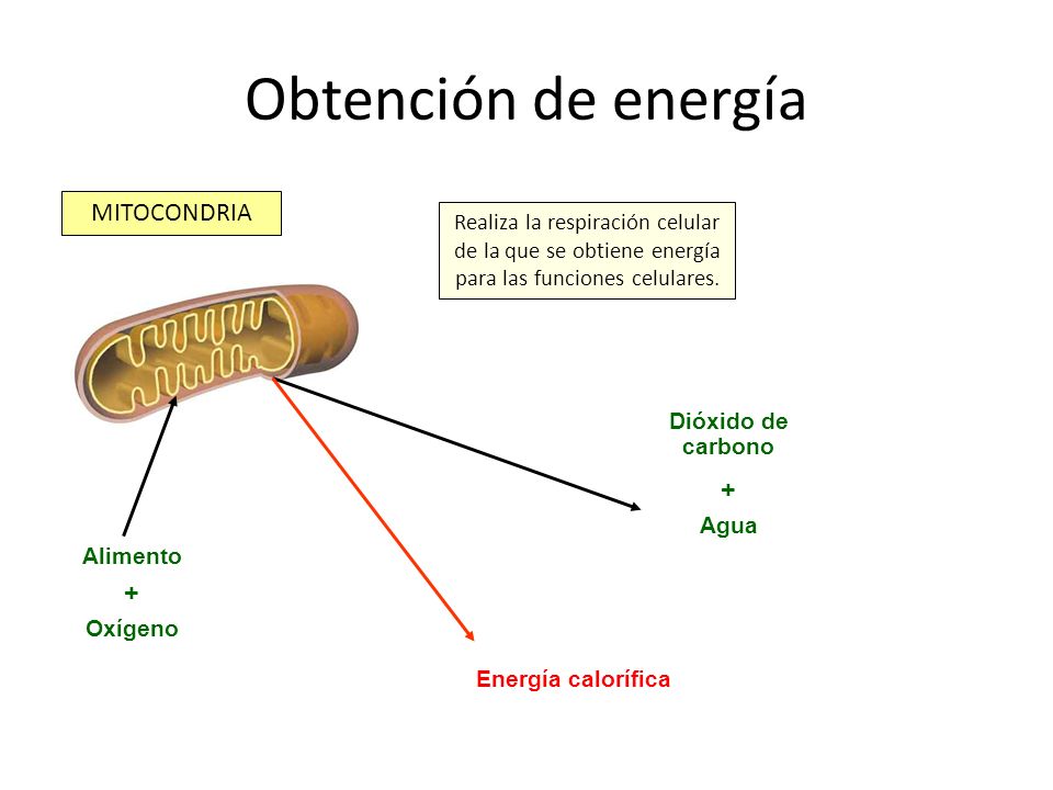 Obtención de energía MITOCONDRIA + +