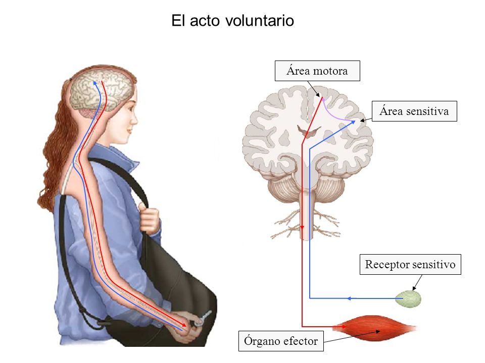 El acto voluntario Área motora Área sensitiva Receptor sensitivo