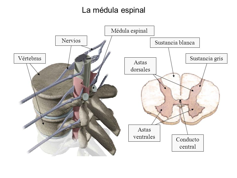 La médula espinal Médula espinal Nervios Sustancia blanca Vértebras