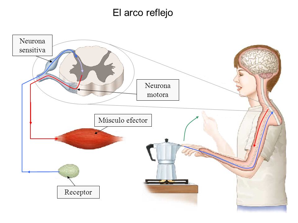 El arco reflejo Neurona sensitiva Neurona motora Músculo efector