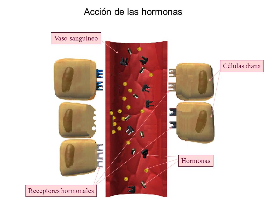 Receptores hormonales