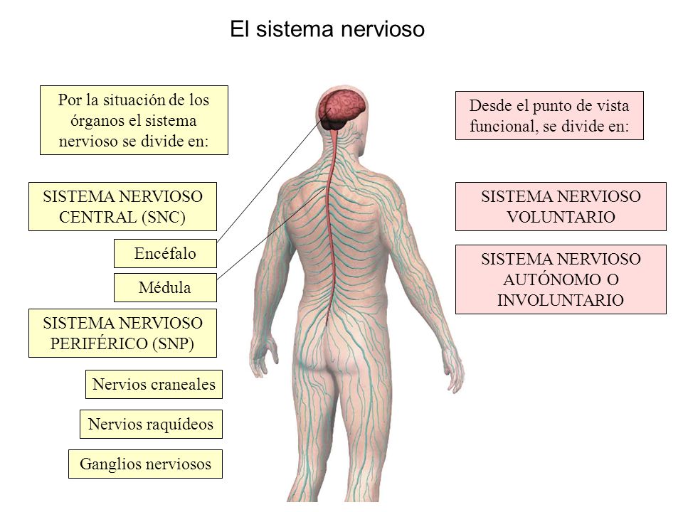 El sistema nervioso Por la situación de los órganos el sistema nervioso se divide en: Desde el punto de vista funcional, se divide en: