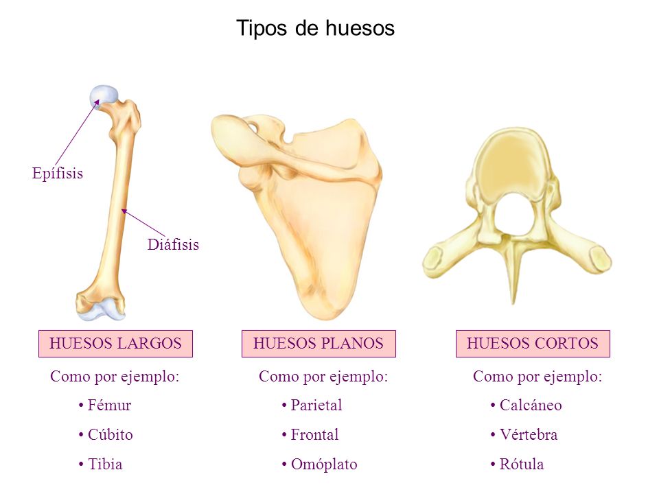 Tipos de huesos Epífisis Diáfisis HUESOS LARGOS HUESOS PLANOS