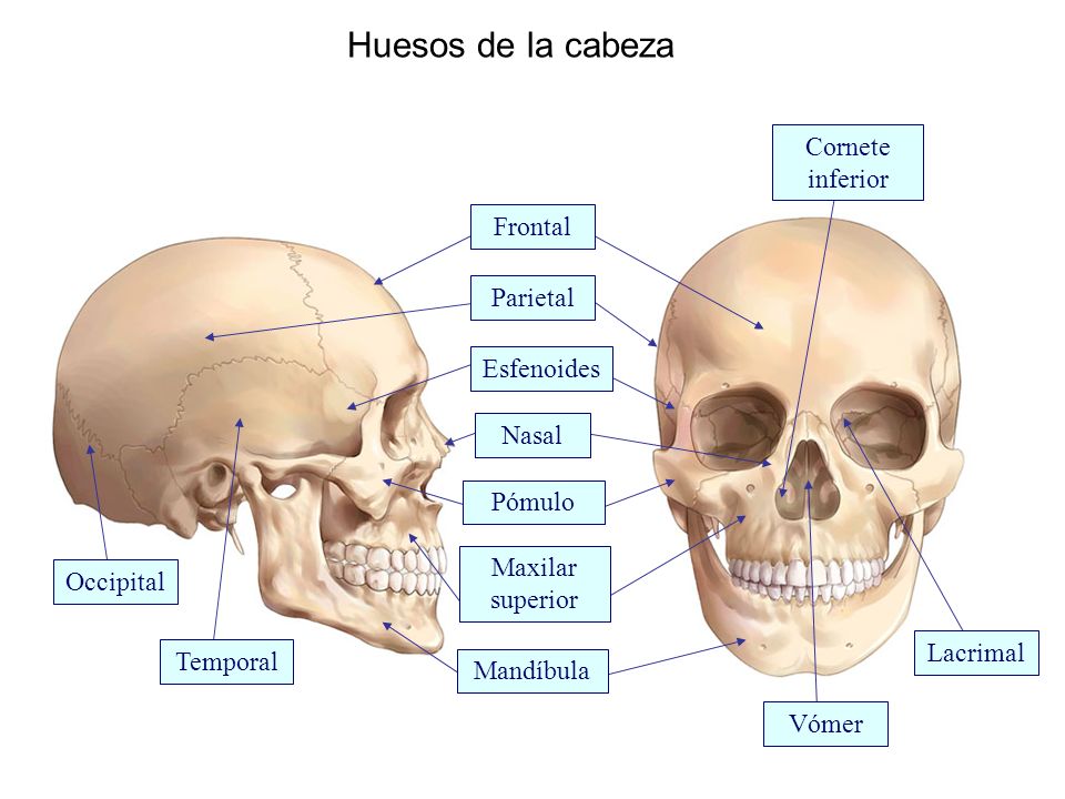 Huesos de la cabeza Cornete inferior Frontal Parietal Esfenoides Nasal