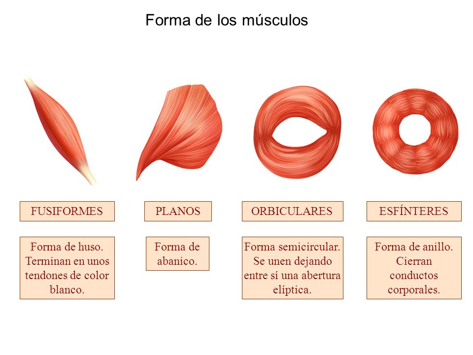 Forma de los músculos FUSIFORMES PLANOS ORBICULARES ESFÍNTERES