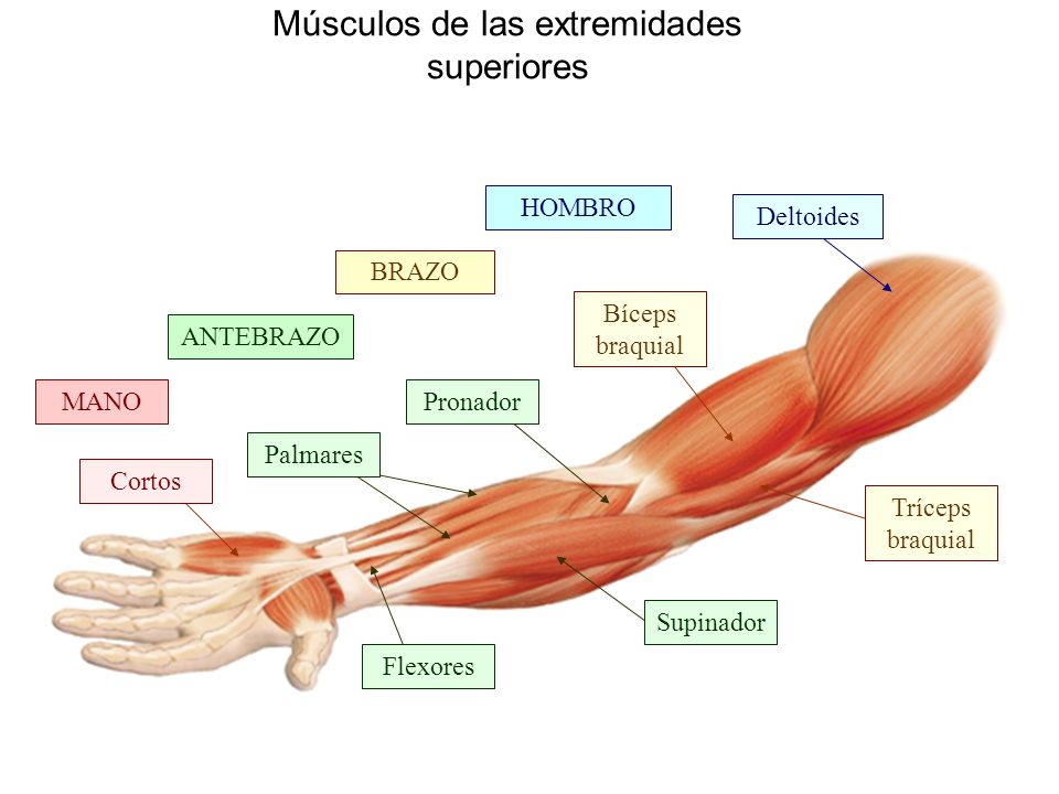 Músculos de las extremidades superiores