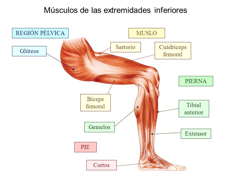 Músculos de las extremidades inferiores