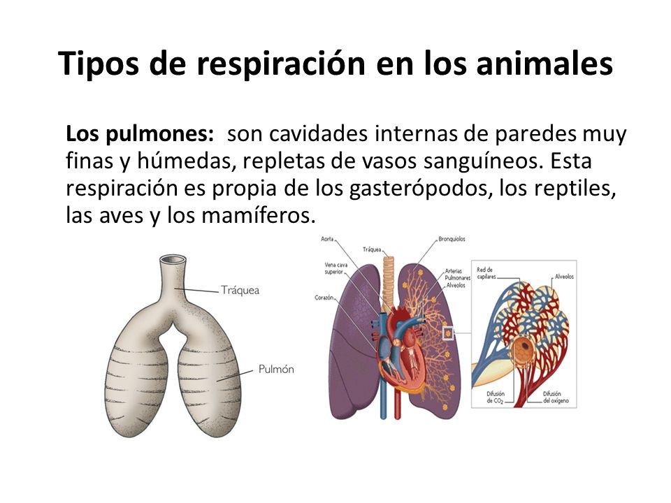 Tipos de respiración en los animales
