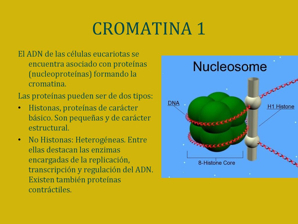 CROMATINA 1 El ADN de las células eucariotas se encuentra asociado con proteínas (nucleoproteínas) formando la cromatina.