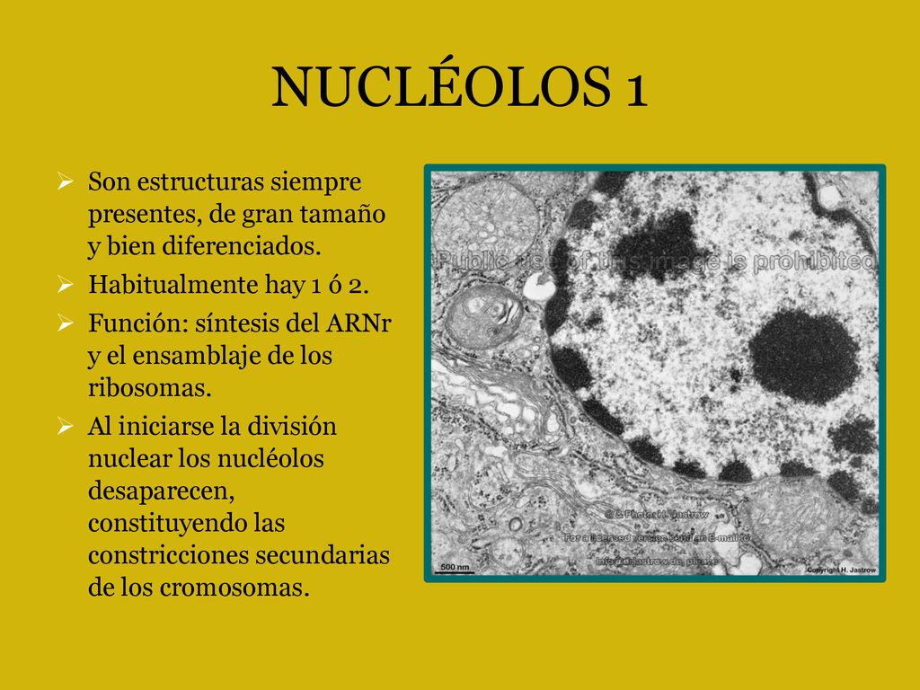 NUCLÉOLOS 1 Son estructuras siempre presentes, de gran tamaño y bien diferenciados. Habitualmente hay 1 ó 2.