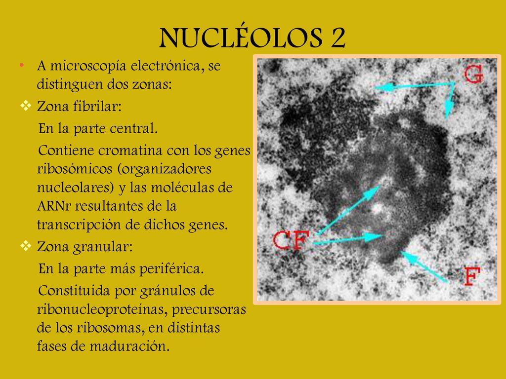NUCLÉOLOS 2 A microscopía electrónica, se distinguen dos zonas: