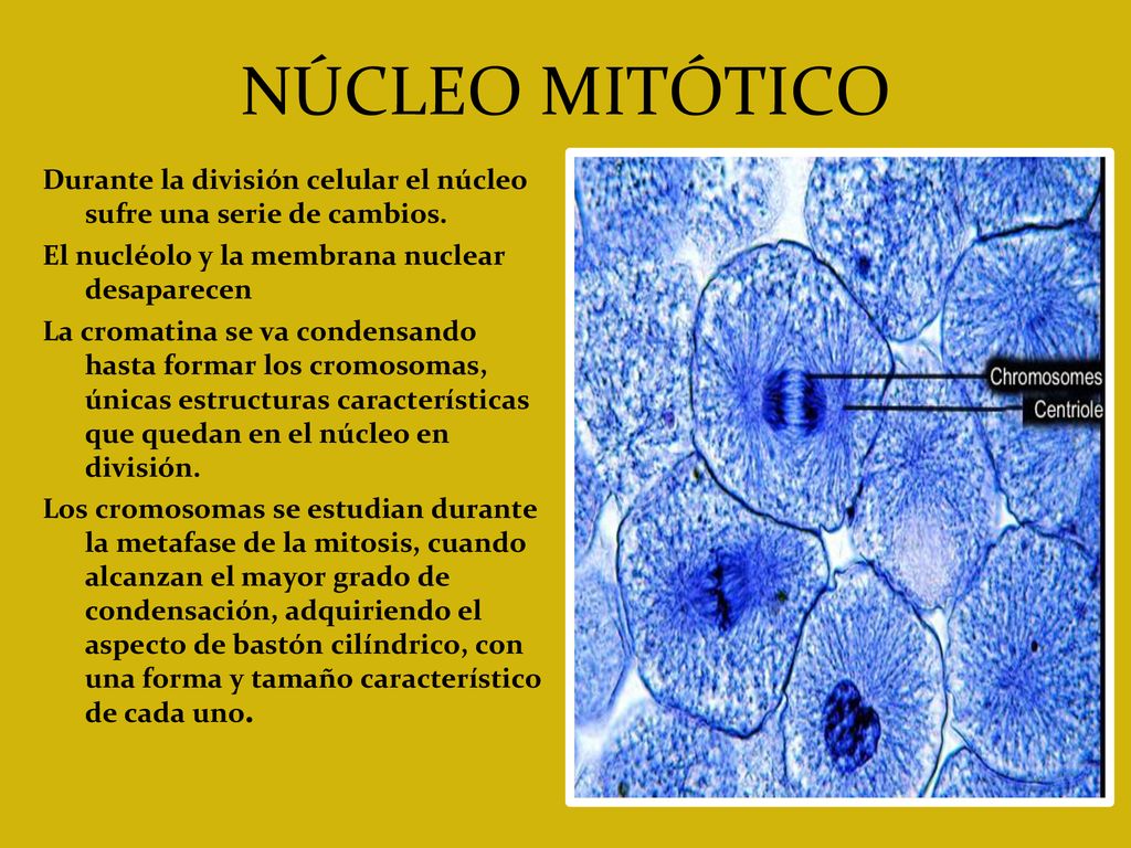 NÚCLEO MITÓTICO Durante la división celular el núcleo sufre una serie de cambios. El nucléolo y la membrana nuclear desaparecen.