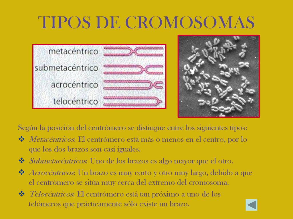 TIPOS DE CROMOSOMAS Según la posición del centrómero se distingue entre los siguientes tipos: