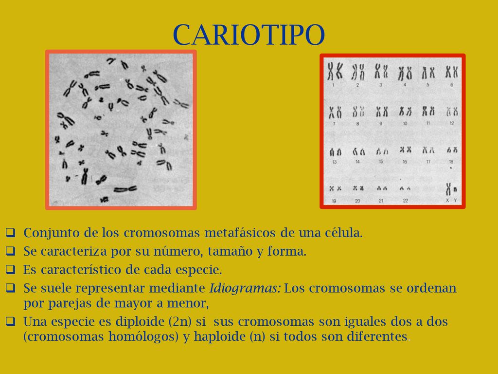 CARIOTIPO Conjunto de los cromosomas metafásicos de una célula.