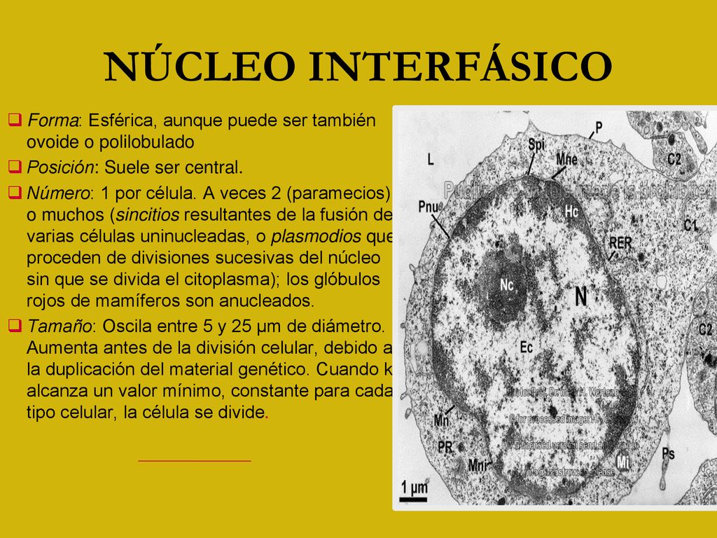 NÚCLEO INTERFÁSICO Forma: Esférica, aunque puede ser también ovoide o polilobulado. Posición: Suele ser central.